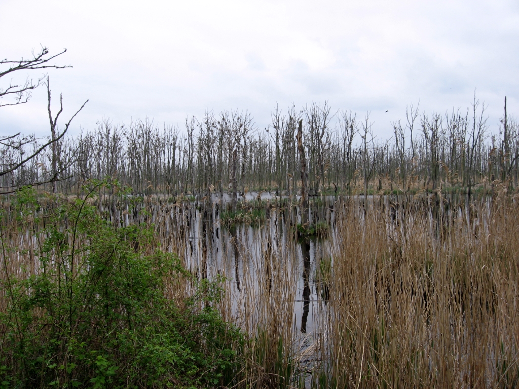 Duitsland Elly (52)